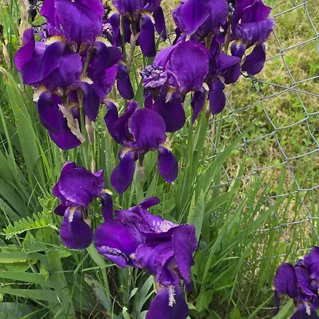 Casa Poiana Σπίτι διακοπών