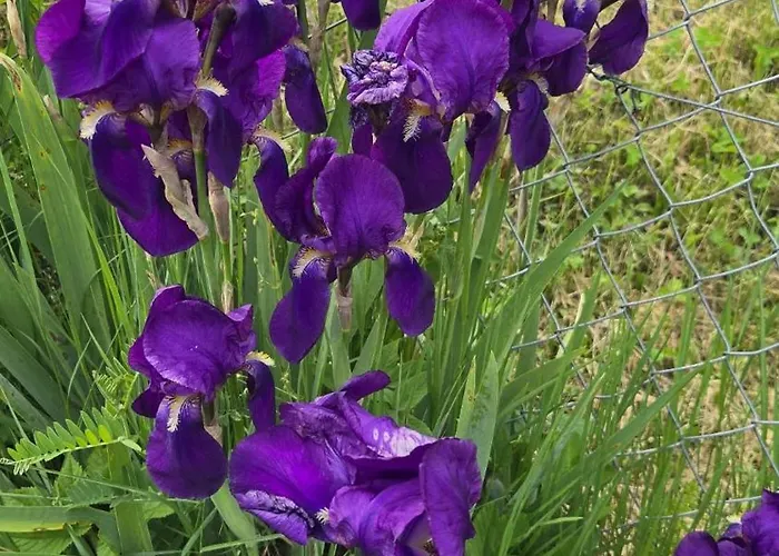 Casa Poiana Σπίτι διακοπών